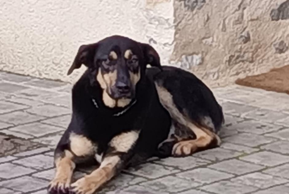 Disappearance alert Dog miscegenation  Male , 4 years La Bazouge-de-Chéméré France